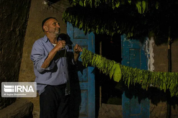  استان گلستان رتبه اول تولید توتون کشور را دارد و این محصول در نوع خود از محصولات کم نظیر و مورد توجه مردمان این دیار بوده است.برداشت توتون در ابتدایی ترین ساعات صبح در زمین های شیبدار بخش کوهسارات شهرستان مینودشت انجام می شود و پس از برداشت ریسه کردن برگ های چیده شده و خشک کردن آن در انباره ها که با گاز و هیزم گرم می شود از جمله فعالیت های توتون کاران است.
