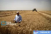 برداشت گندم در دشت آزادگان