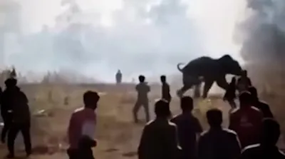 لحظات حمله مرگبار فیل نر با 22 کشته!