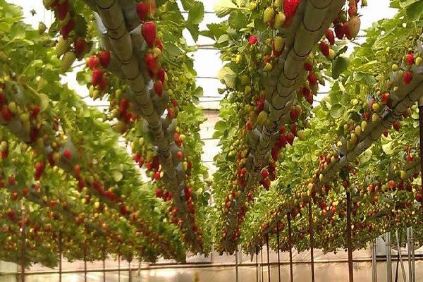 رسول عاصمی رسول عاصمی