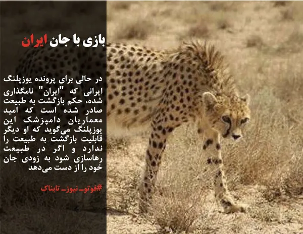 در حالی برای پرونده یوزپلنگ ایرانی که "ایران" نامگذاری شده، حکم بازگشت به طبیعت صادر شده است که امید معماریان دامپزشک این یوزپلنگ می&zwnj;گوید که او دیگر قابلیت بازگشت به طبیعت را ندارد و اگر در طبیعت رهاسازی شود به زودی جان خود را از دست می&zwnj;دهد
