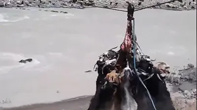 شیوه جالب انتقال بزها توسط عشایر ایران
