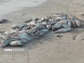علت مرگ گربه‌ ماهیان در جاسک