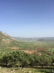 جنگل بيشه لرستان