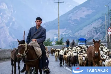عکس: سپیده‌دمِ گله‌ها؛ جاده چالوس زیر سم گوسفندان