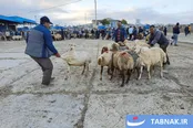 عکس: بازار خرید دام عید قربان در بجنورد