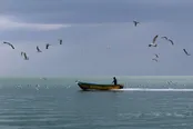 مرغان دریایی در سواحل بوشهر