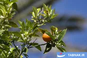 عکس: برداشت بهار نارنج در شیراز