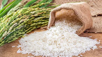 چگونه غذای اصلی جهان متان تولید می‌کند؟