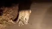 شبگردی پلنگ مازندران را می‌بینید