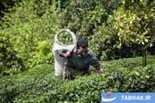 عکس: برداشت بهاره چای در شهرستان املش