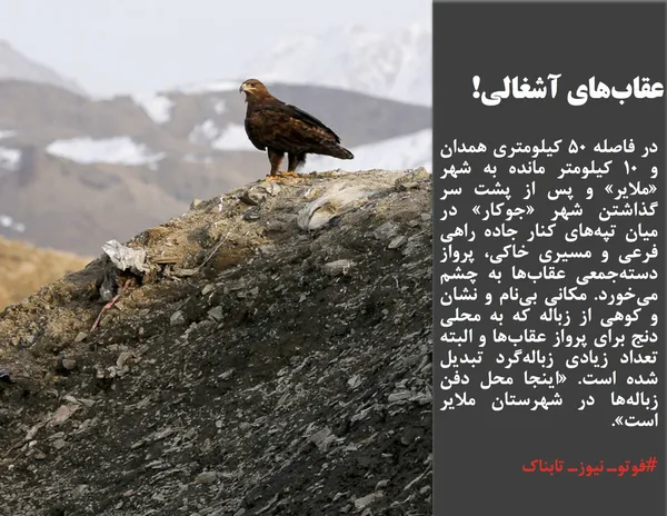در فاصله ۵۰ کیلومتری همدان و ۱۰ کیلومتر مانده به شهر &laquo;ملایر&raquo; و پس از پشت سر گذاشتن شهر &laquo;جوکار&raquo; در میان تپه&zwnj;های کنار جاده راهی فرعی و مسیری خاکی، پرواز دسته&zwnj;جمعی عقاب&zwnj;ها به چشم می&zwnj;خورد. مکانی بی&zwnj;نام و نشان و کوهی از زباله که به محلی دنج برای پرواز عقاب&zwnj;ها و البته تعداد زیادی زباله&zwnj;گرد تبدیل شده است. &laquo;اینجا محل دفن زباله&zwnj;ها در شهرستان ملایر است&raquo;. به گفته معاون فرماندار ملایر، محل دفن زباله در شهر ملایر استاندارد وجود ندارد و روستاهای اطراف در این زمینه اظهار نارضایتی دارند؛ بنابراین باید روند مکان&zwnj;گُزینی و دفن بهداشتی و استانداردسازی زباله&zwnj;های شهر ملایر سرعت گیرد. در ناحیه فعلی به علت منابع غذایی و کثرت جوندگان، با عقاب&zwnj;های دشتی مواجه هستیم و امکان تغییر زیست&zwnj;بوم عقاب&zwnj;ها وجود ندارد اما با تغییر سایت پسماند ملایر، می&zwnj;توان شاهد بهبود زیست&zwnj;بوم عقاب&zwnj;ها بود.

