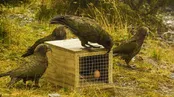 منقار و مغز: پرندگان نابغه از سرزمین‌های جنوبی