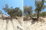 تابناک