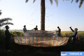 برداشت خرما از نخلستان های غزاویه