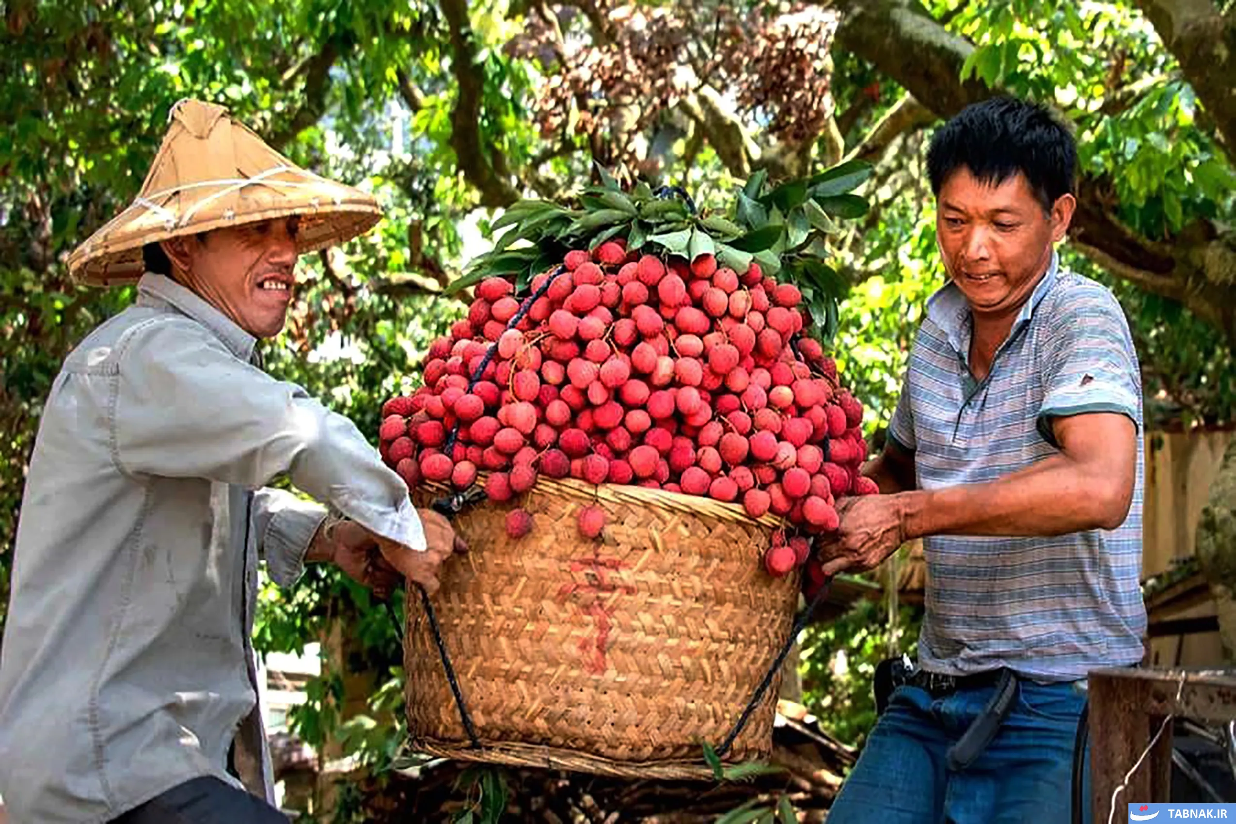 عکس:  تابستانی به رنگ لیچی در ویتنام