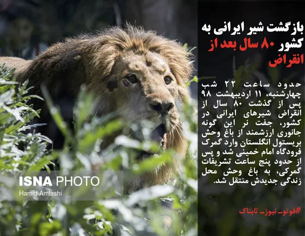 حدود ساعت ۲۲ شب چهارشنبه، ۱۱ اردیبهشت ۹۸ پس از گذشت ۸۰ سال از انقراض شیرهای ایرانی در کشور، جفت نر این گونه جانوری ارزشمند از باغ وحش بریستول انگلستان وارد گمرک فرودگاه امام خمینی شد و پس از حدود پنج ساعت تشریفات گمرکی، به باغ وحش محل زندگی جدیدش منتقل شد.
