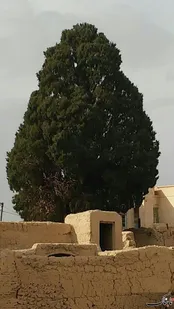 دومین سرو ابرکوه با عمر تقریبی 1700 سال