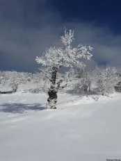 جنگل توسکا چشمه گلوگاه, مازندران