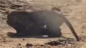 لحظات شکار یوزپلنگ توسط پلنگ