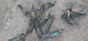 بازداشت عاملان کشتار سبزقبا‌ها در ارسنجان