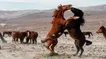 نبرد اسب‌ها بر سر آخرین آبشخورهای فصل