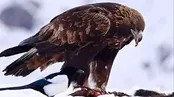 شکوه عقاب طلایی را در ارتفاعات البرز ببینید