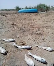 افشاگری «فرماندار ويژه» پیرامون علل آلودگی آلوده ترین شهر جهان