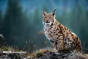 سگ‌های گله، سیاهگوش زیبا را کشتند