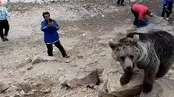 محاصره خرس قله دماوند توسط کوهنوردان!