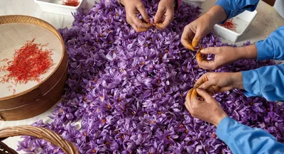 جهش ژنتیکی باستانی که منجر به زعفران شد