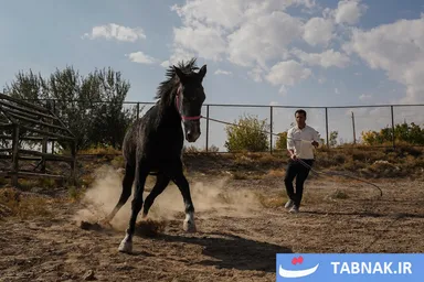 عکس: اسب ترکمن