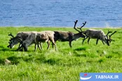 عکس: ایسلند؛ سرزمین گوزن‌ها