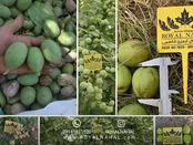 فروش نهال گردو ژنوتیپ رویال