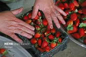برداشت توت فرنگی از مزارع گلستان