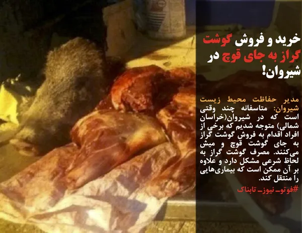 مدیر حفاظت محیط زیست شیروان: متاسفانه چند وقتی است که در شیروان(خراسان شمالی) متوجه شدیم که برخی از افراد اقدام به فروش گوشت گراز به جای گوشت قوچ و میش می&zwnj;کنند. مصرف گوشت گراز به لحاظ شرعی مشکل دارد و علاوه بر آن ممکن است که بیماری&zwnj;هایی را منتقل کند.
