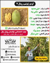 رویال نهال موفق به شکست رکورد تولید نهال گردوی پیوندی در کشور شد...